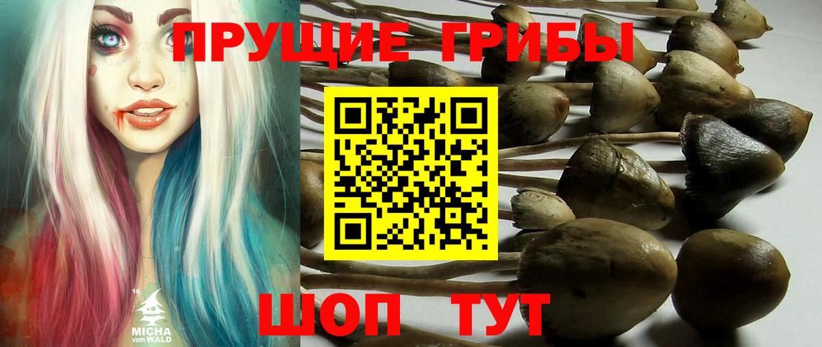 Псилоцибиновые грибы Psilocybine cubensis Будённовск